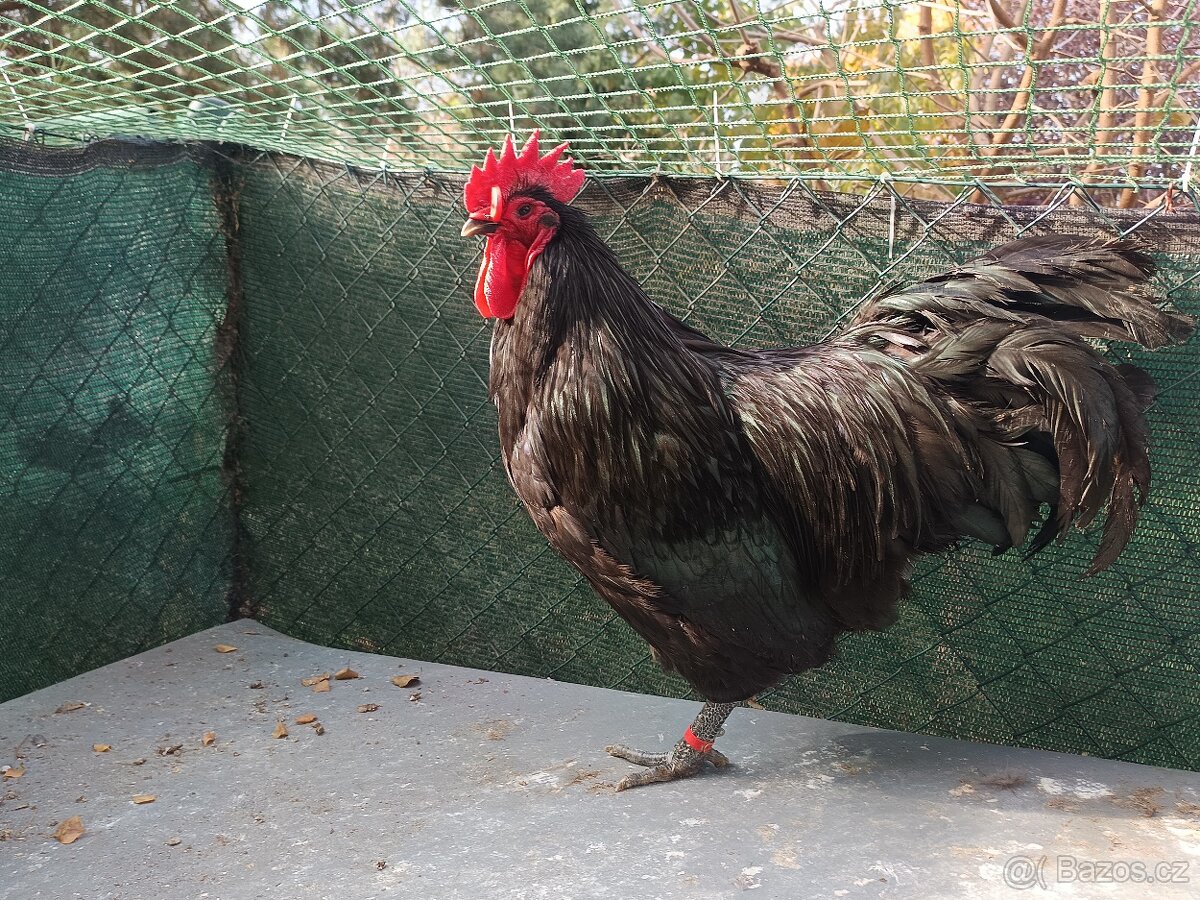 Kohouti Australka velká - 3