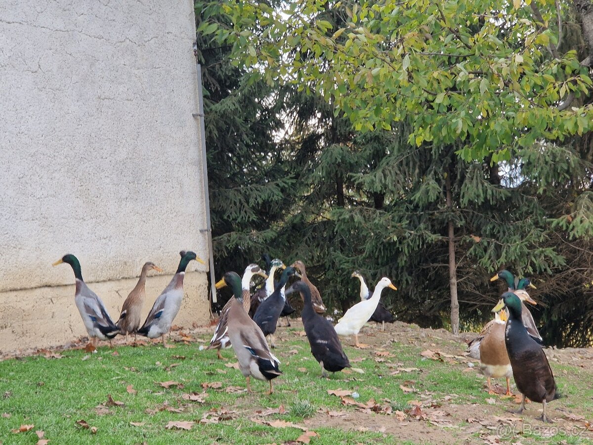 Indický běžec - 3