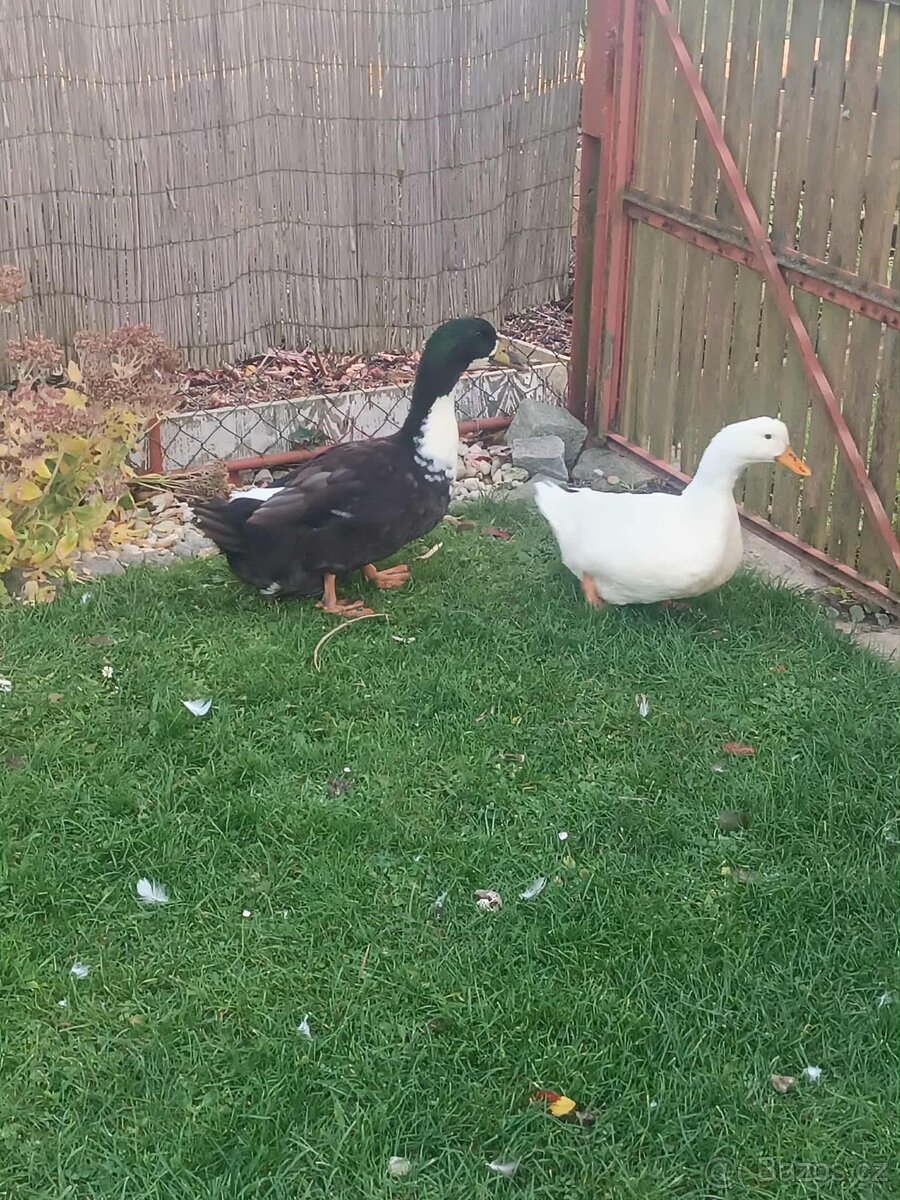 Kachna pekingská - 3