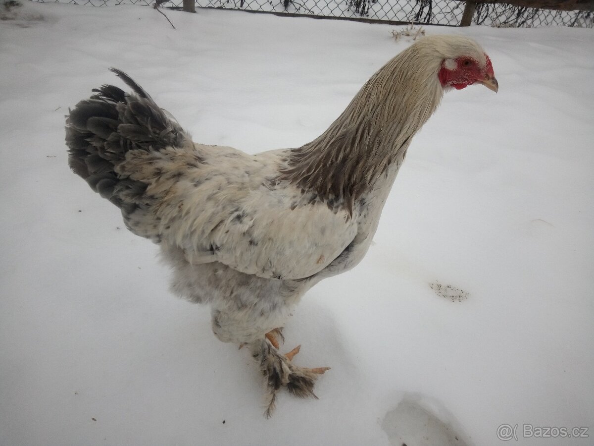 Brahmánka velká - kohouti - 3
