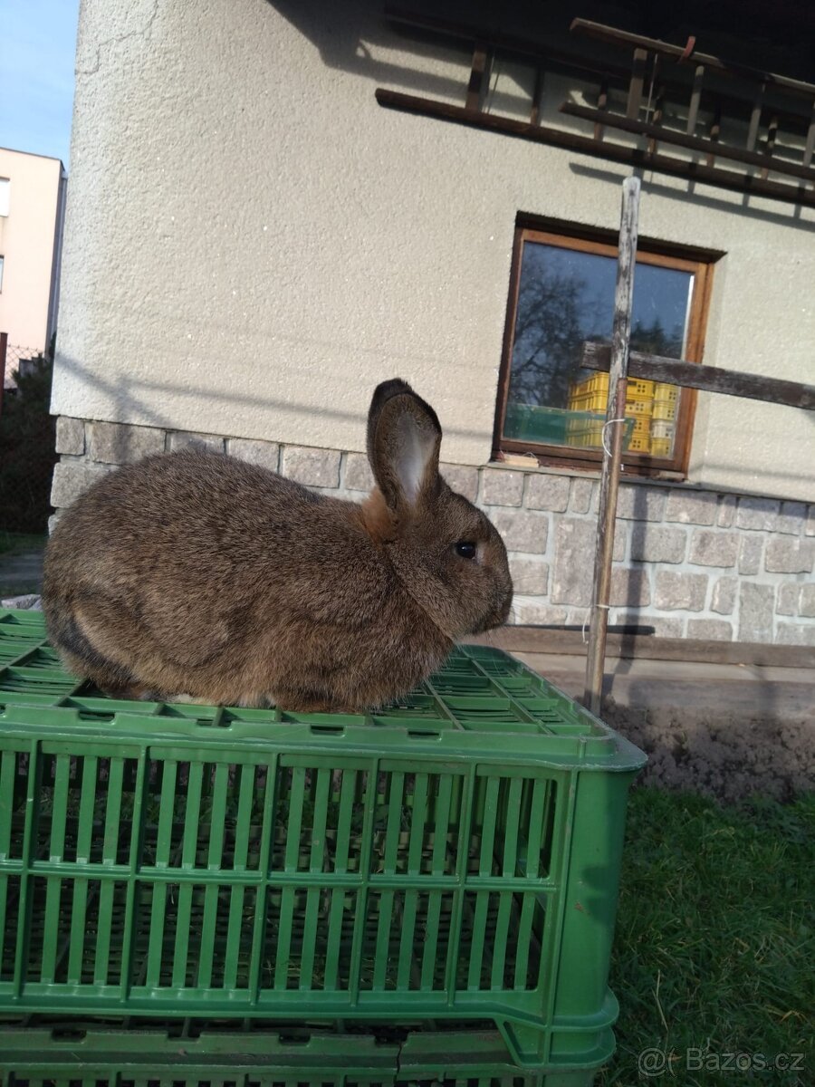 Vídeňský šedý - 3