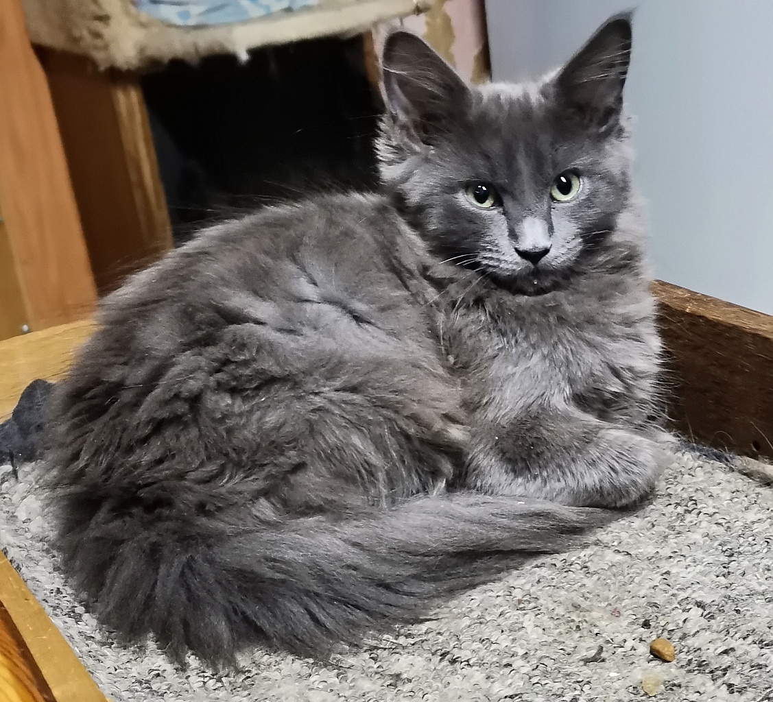 Mainská mývalí - 3