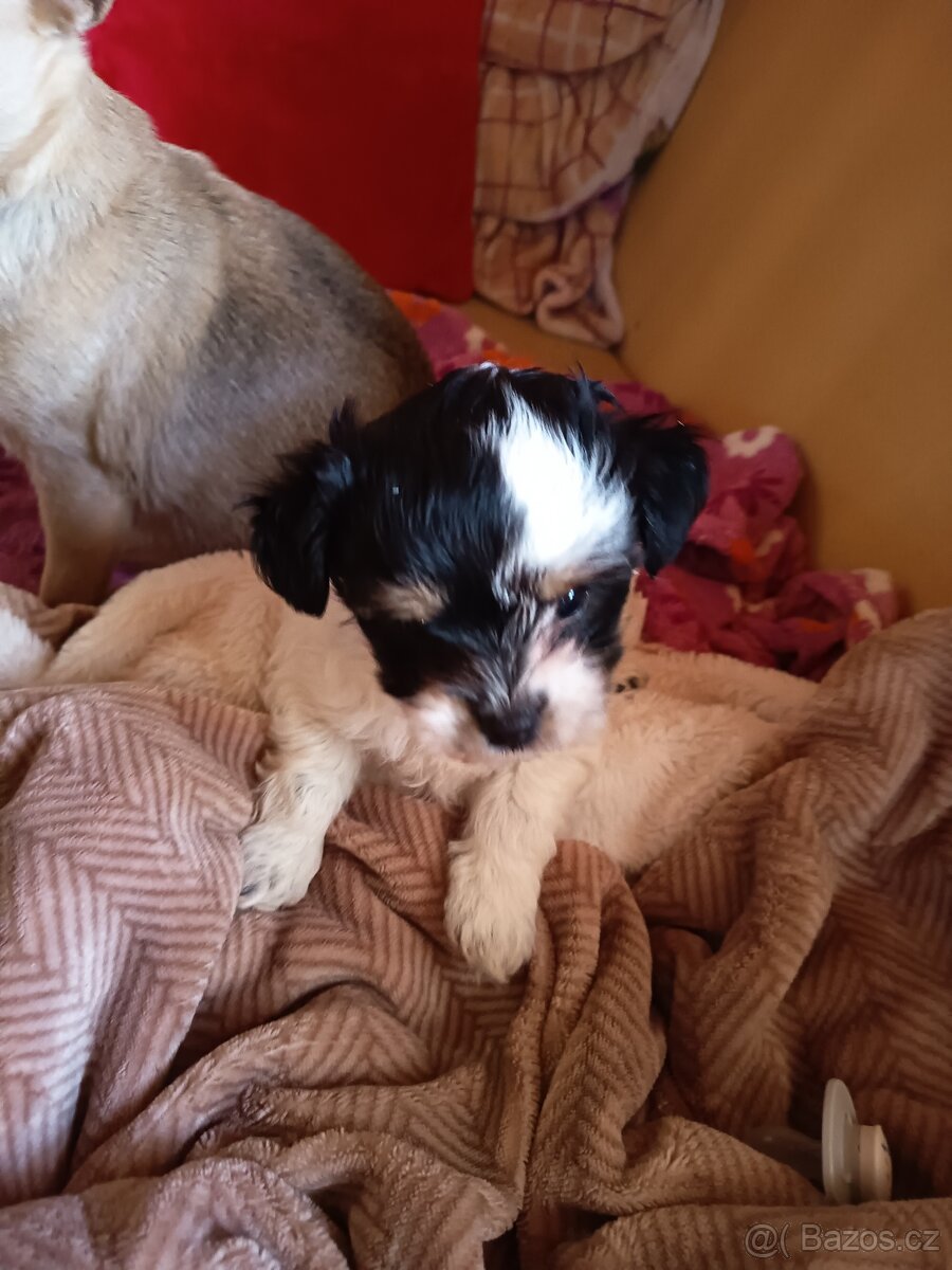 Štěňata - 3