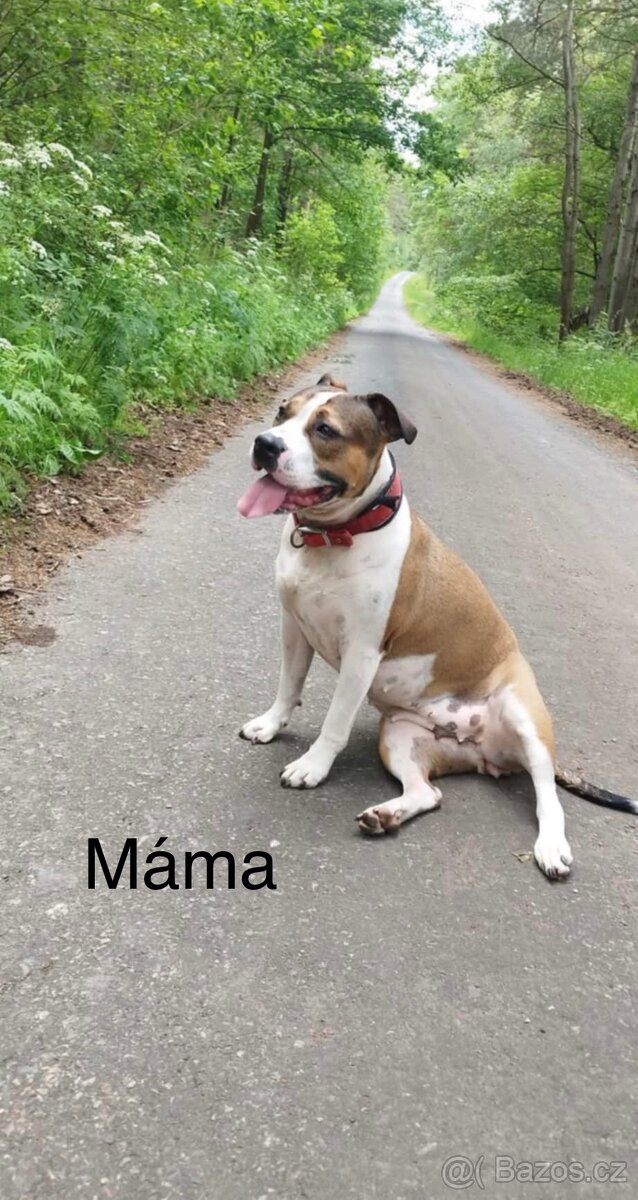 Americký Staford - 3