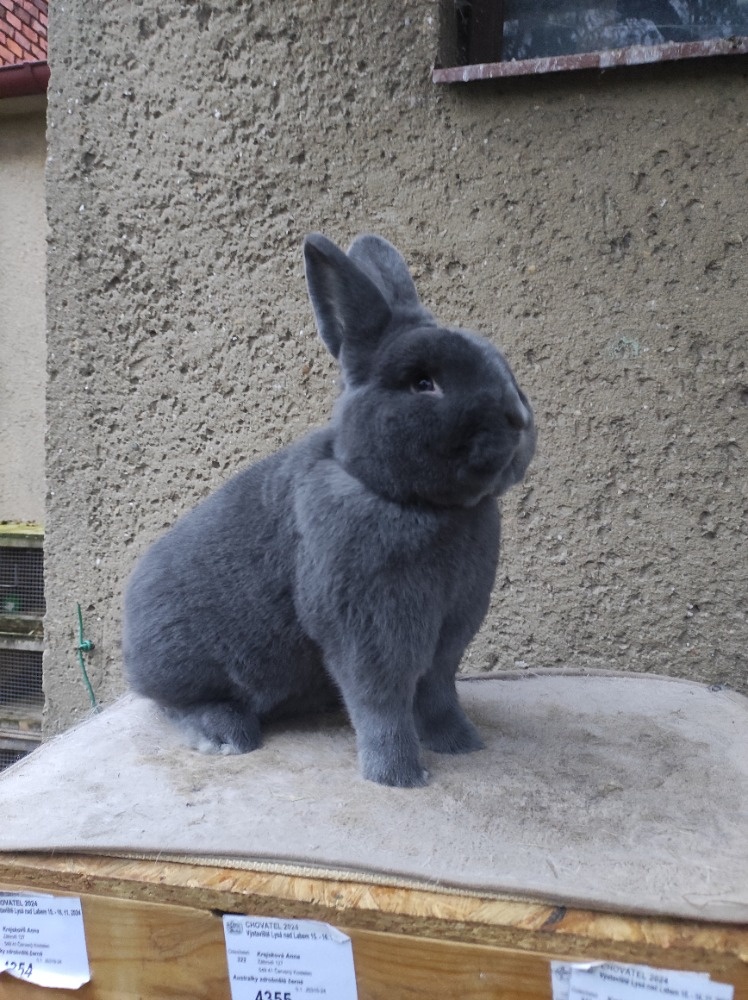 Vídeňský modrý - samec - 3