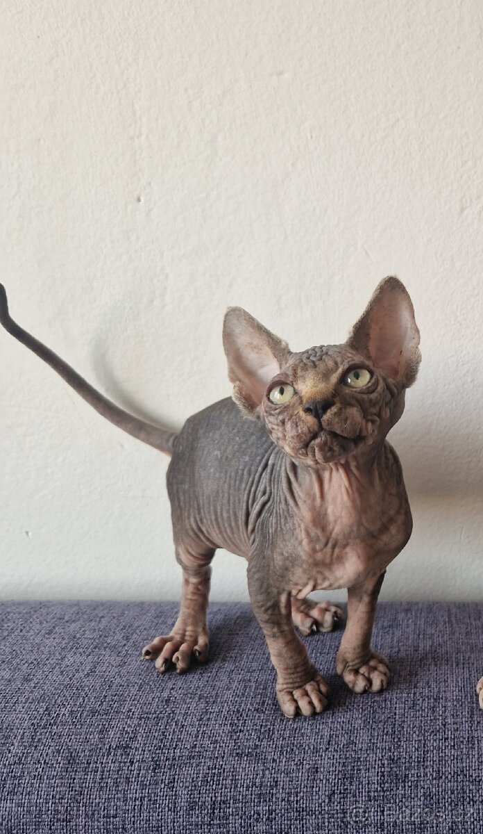 Kanadský sphynx bez PP - kluk - 3