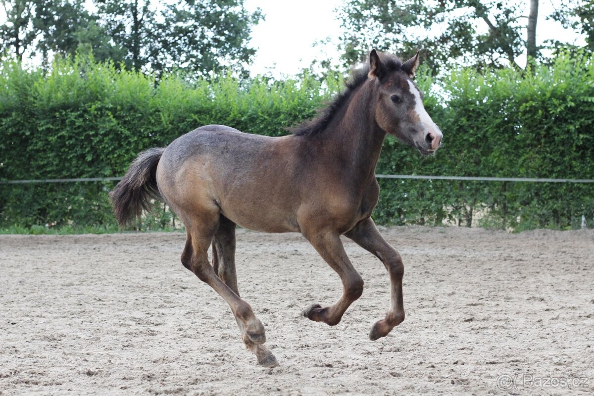 Letošní hřebec WPBR po Trojice Empor - 3