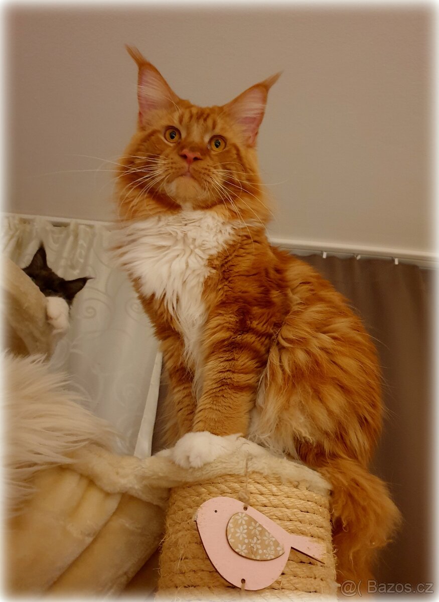 Mainský mývalí kocour - krytí - 3