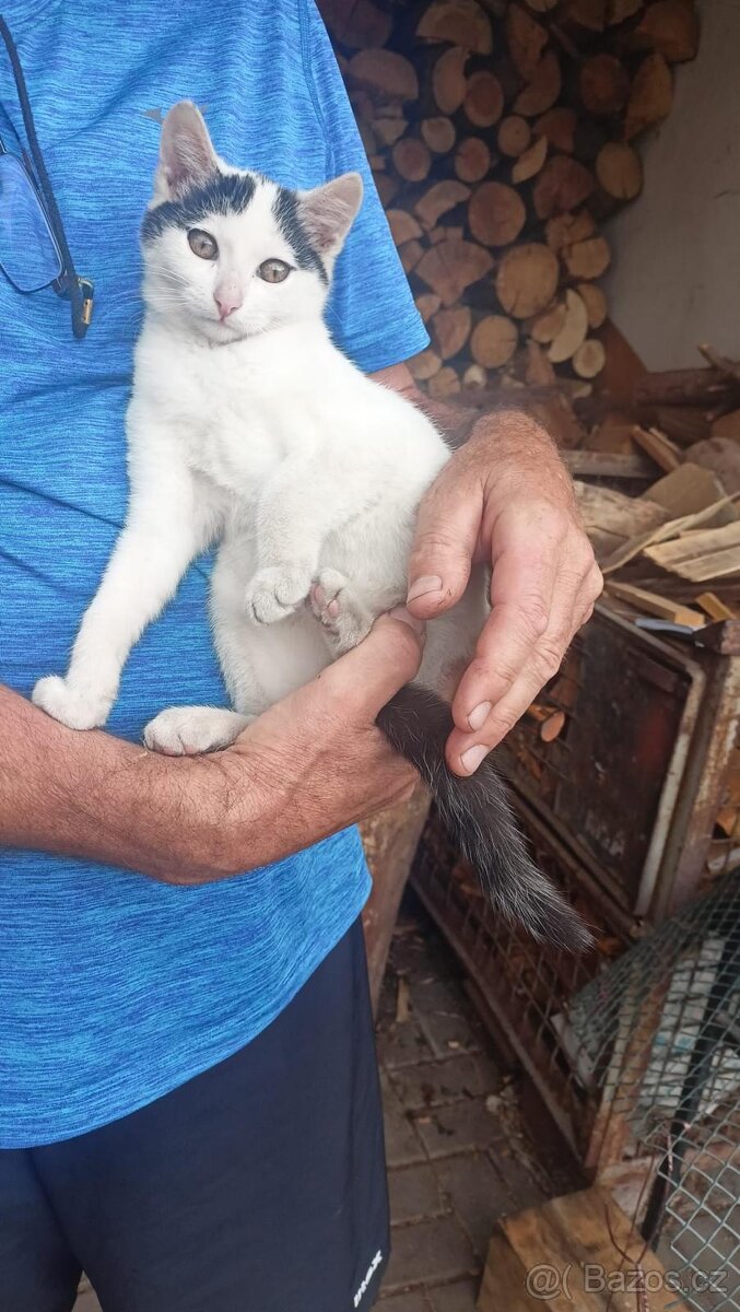Daruji kotě - 3