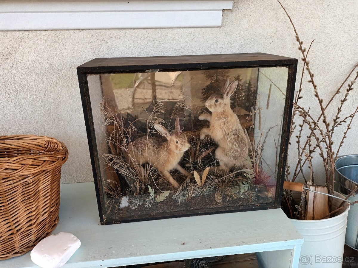 Rarita Starožitný 2x vycpaný zajíc mládě aranžmá ve vitríně - 3