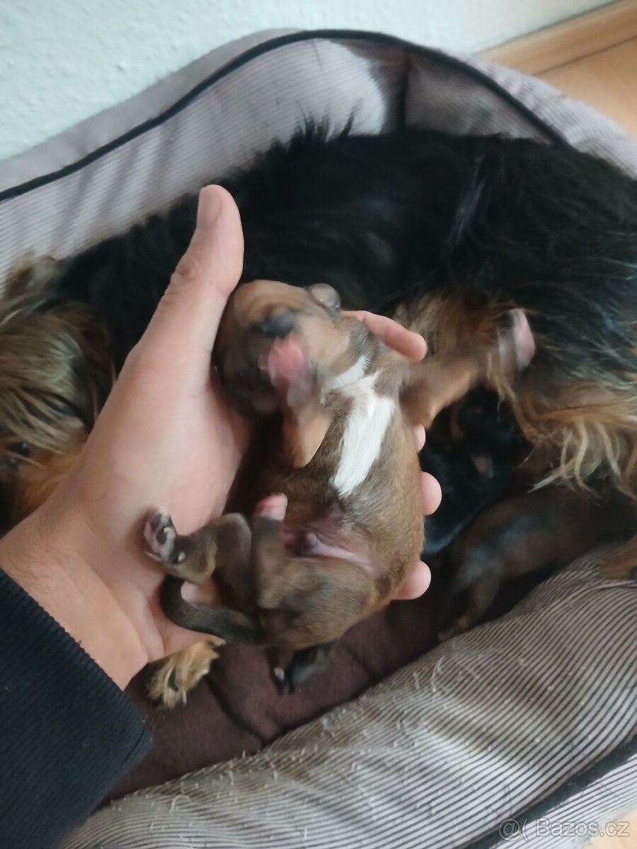 Do brden prodám ste natka joksira - 3