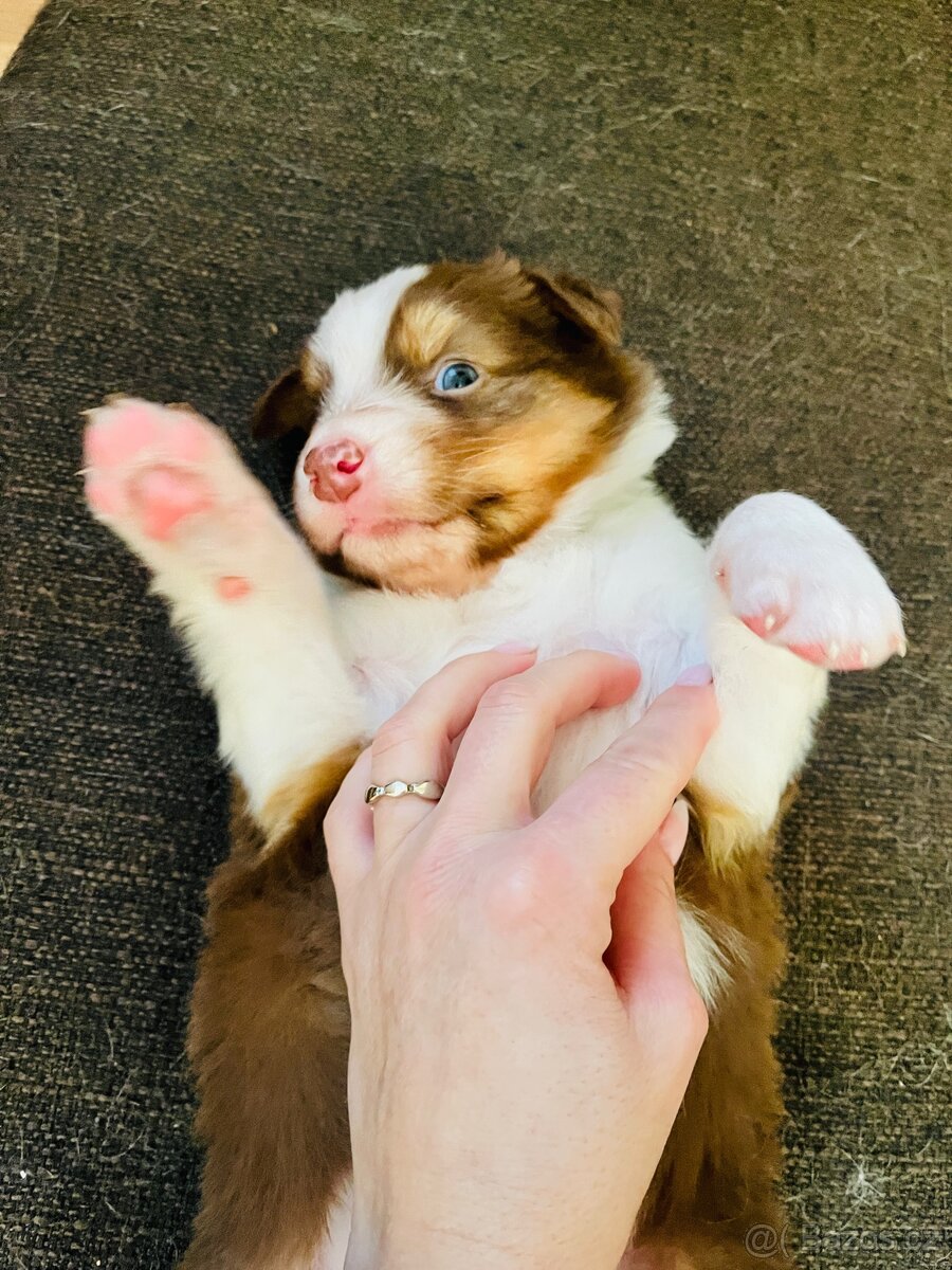 Chlapeček Australský ovčák bez PP - 3