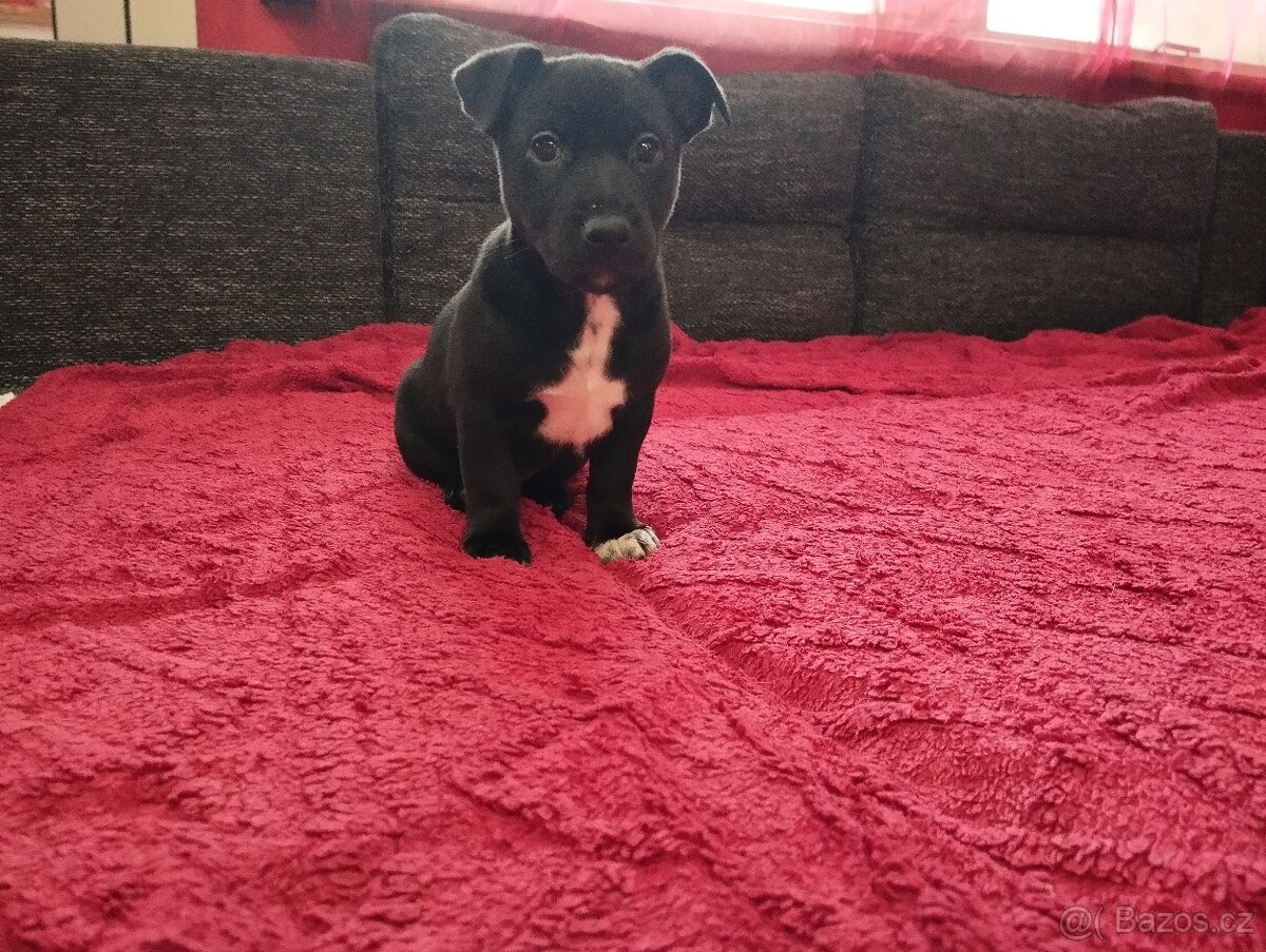 Jack Russell Terier - 3