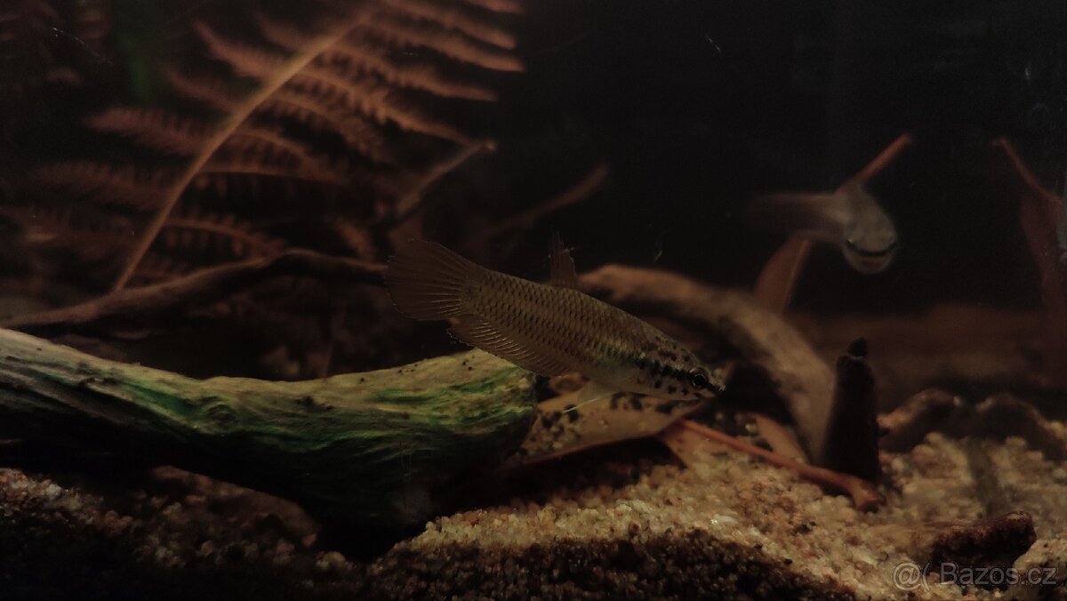 Betta picta - pár - 3