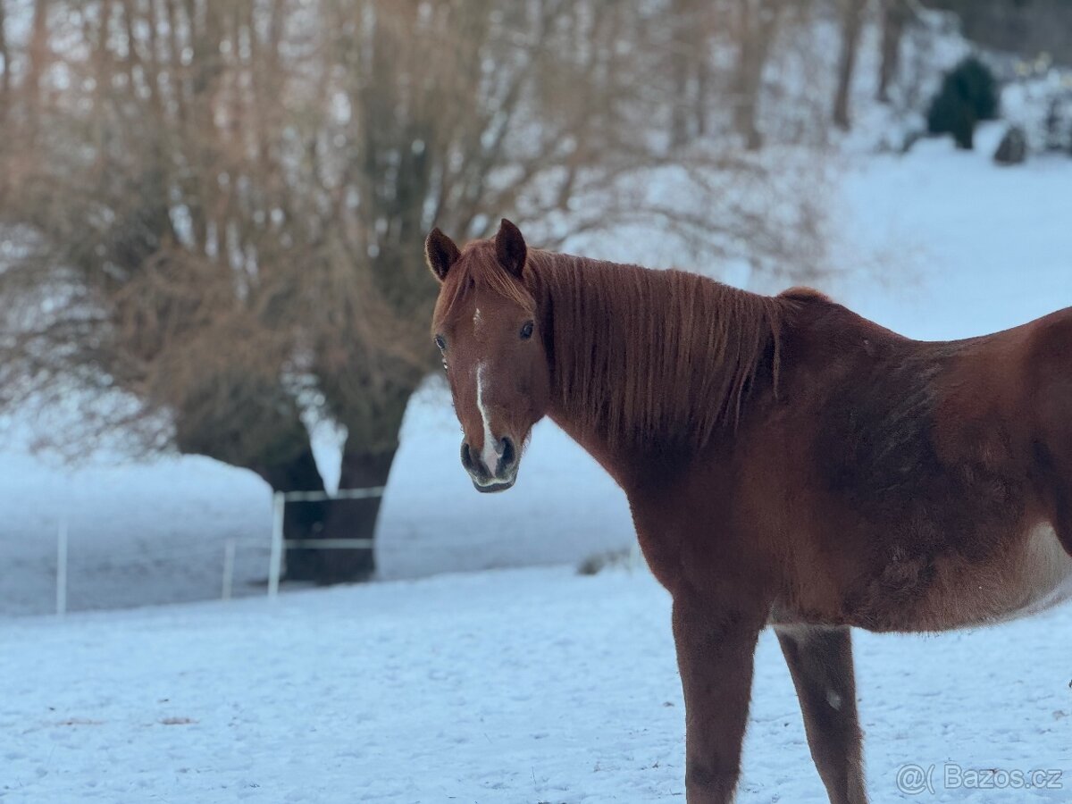 Prodám Valacha ČT, 7 let - 3