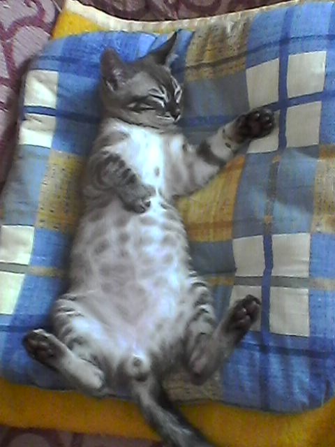 Bengálský kocourek s PP - 3