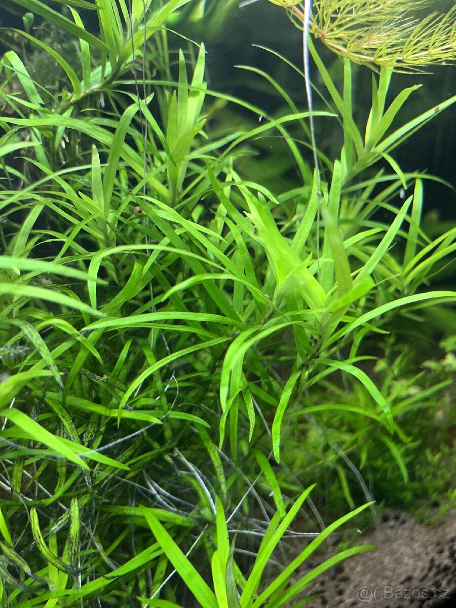 Akvarijni rostlinky - kosokvět - 3