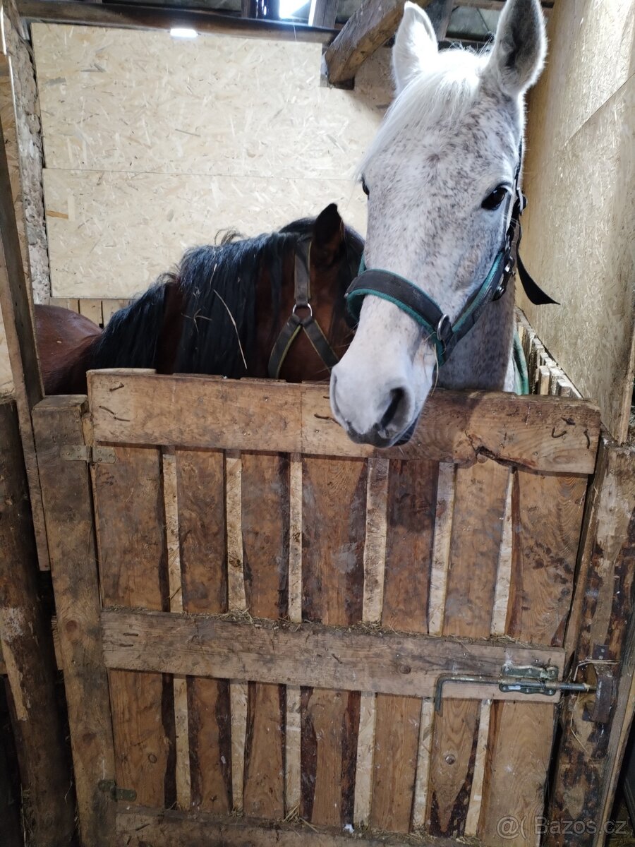 Shagia araba s pp - 3