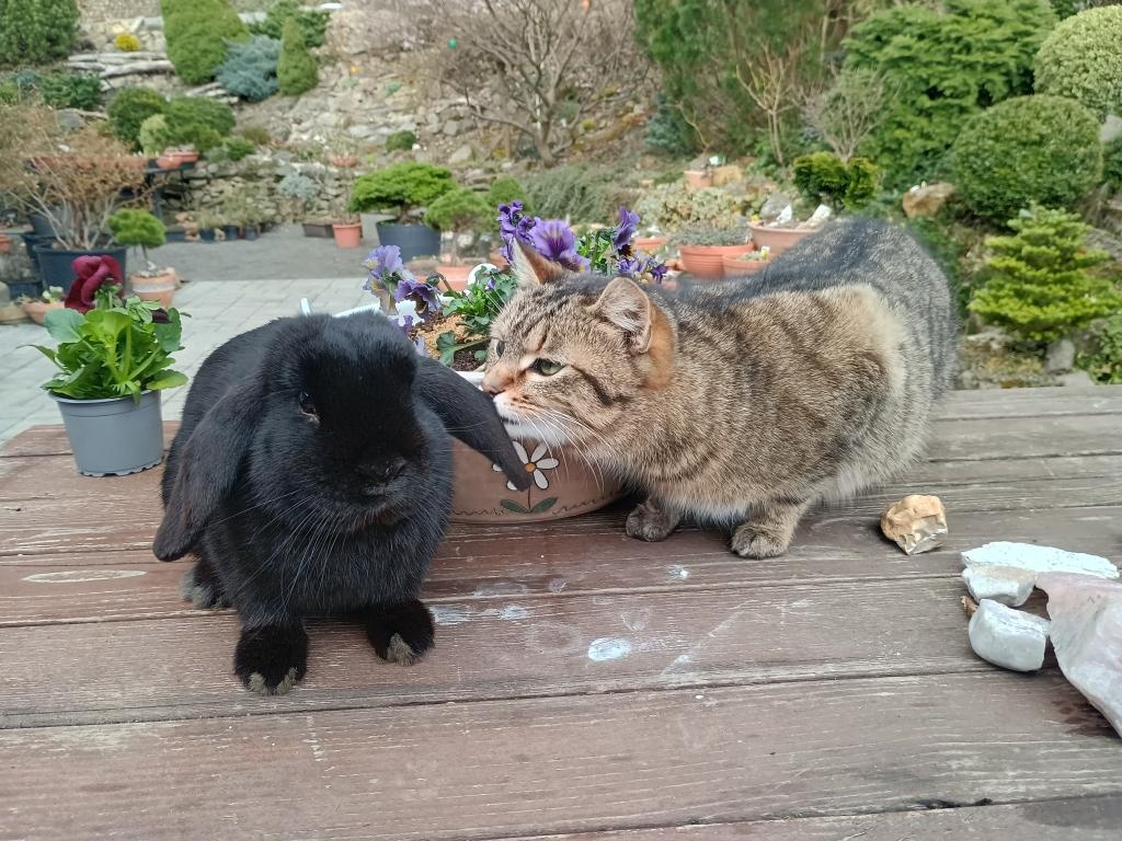 Zakrslý beránek kluk - 3