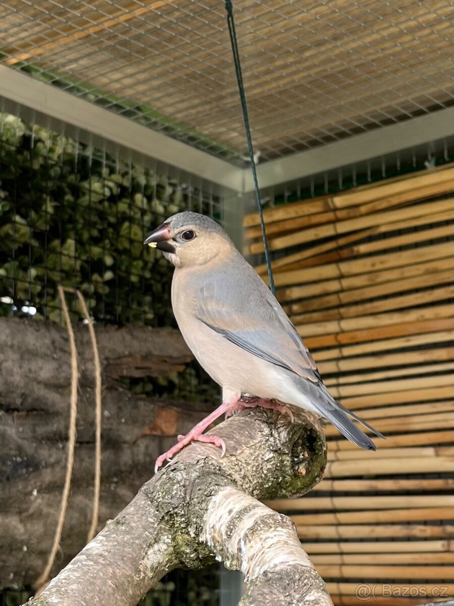 Rýžovník šedý - 3