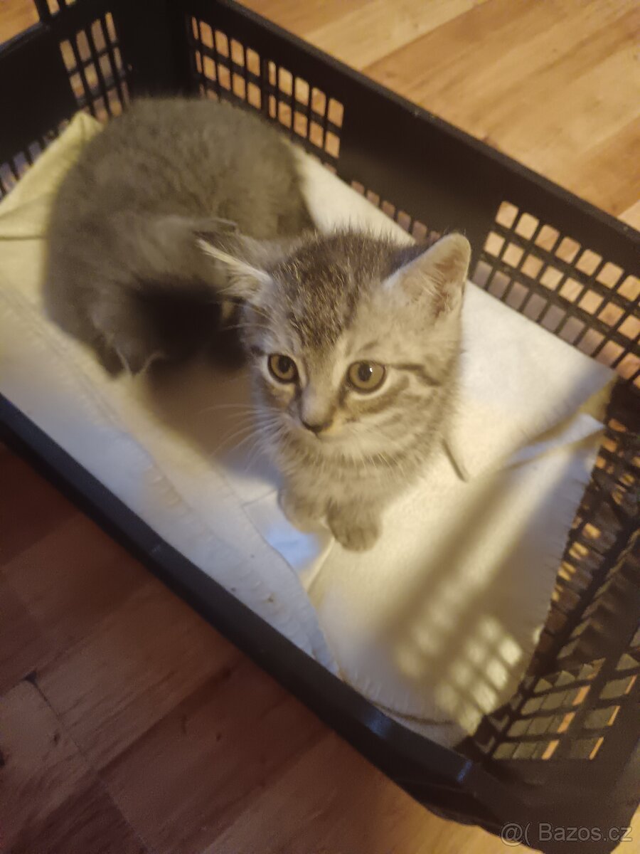 Britská whiskas - 3