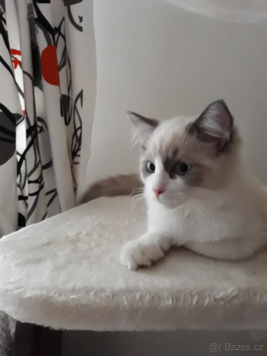 Koťátka Ragdoll s PP - 3