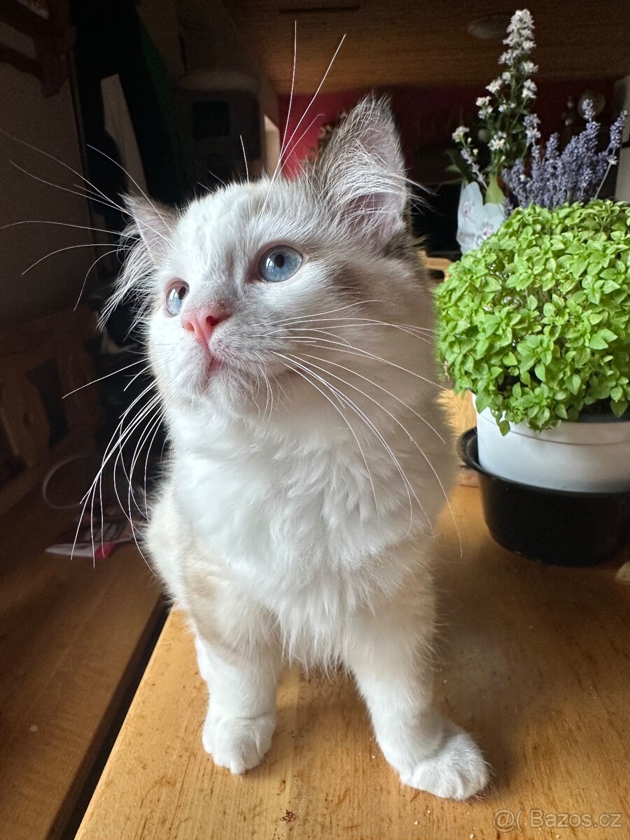 Ragdoll koťata s PP - 3