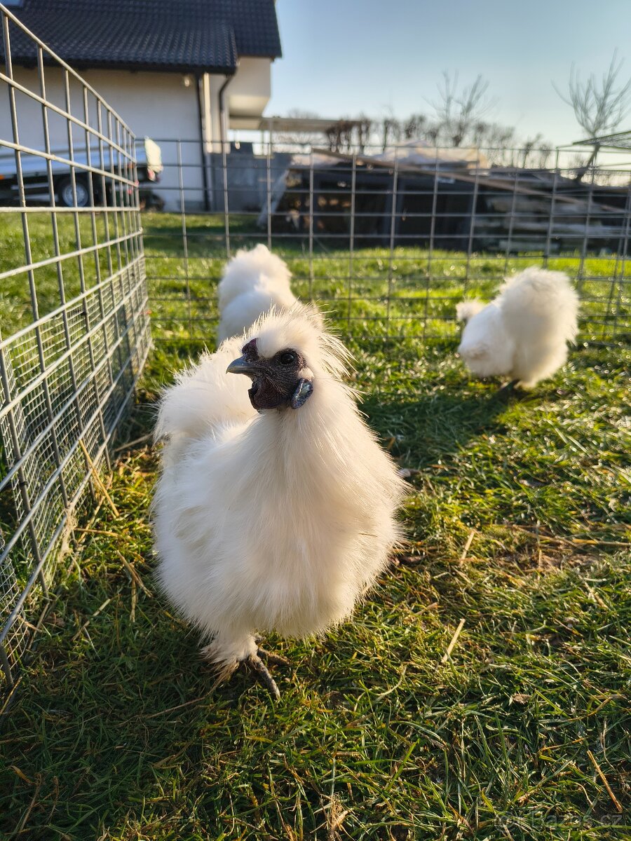 Hedvábnicky zdrobnělé kohouti - 3