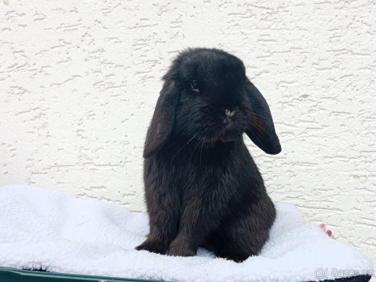 Volná samička - Anglický Zakrslý Beránek MiniLop🍑 - 3