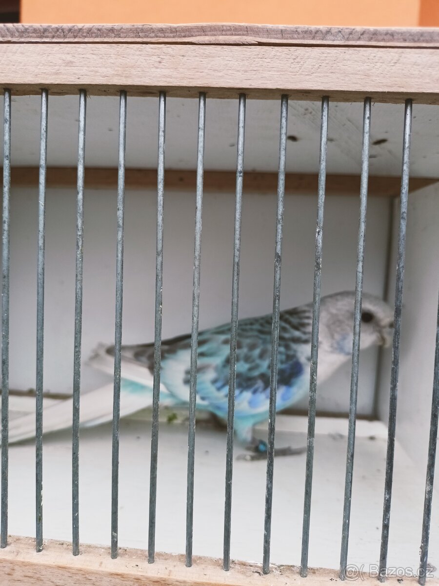 Rosela pestrá modrá pastelová - 3