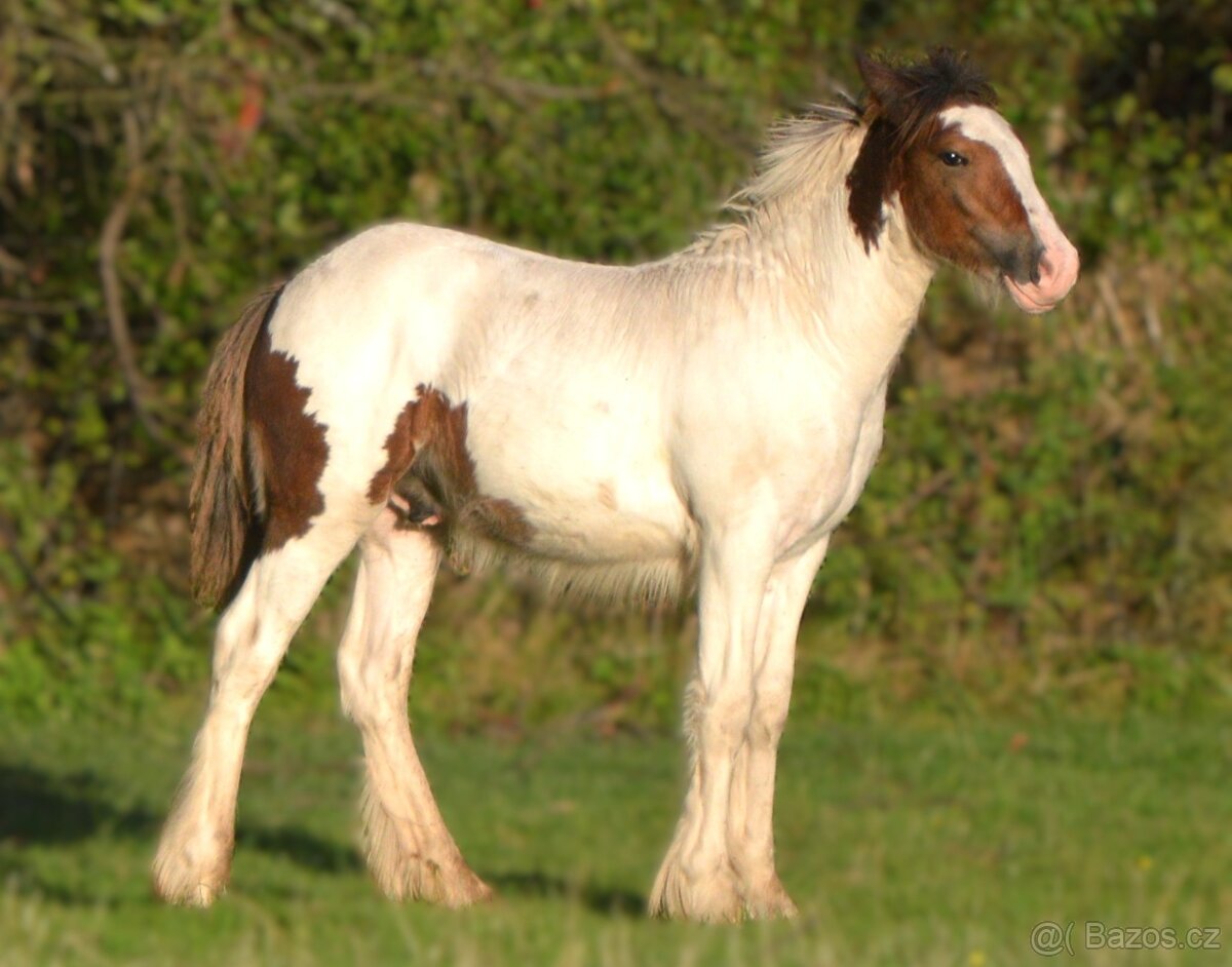 Hřebeček IC - roček - 3