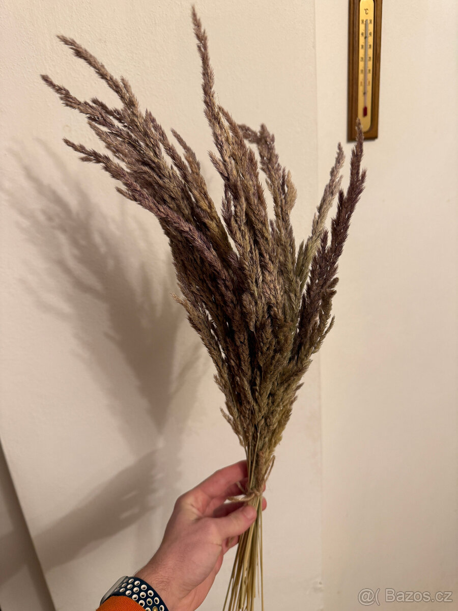 Okrasné trávy - 3