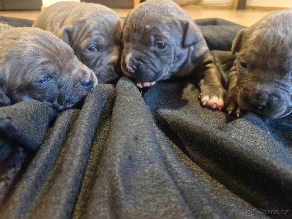 Americký staford (AST) – Blue - 3