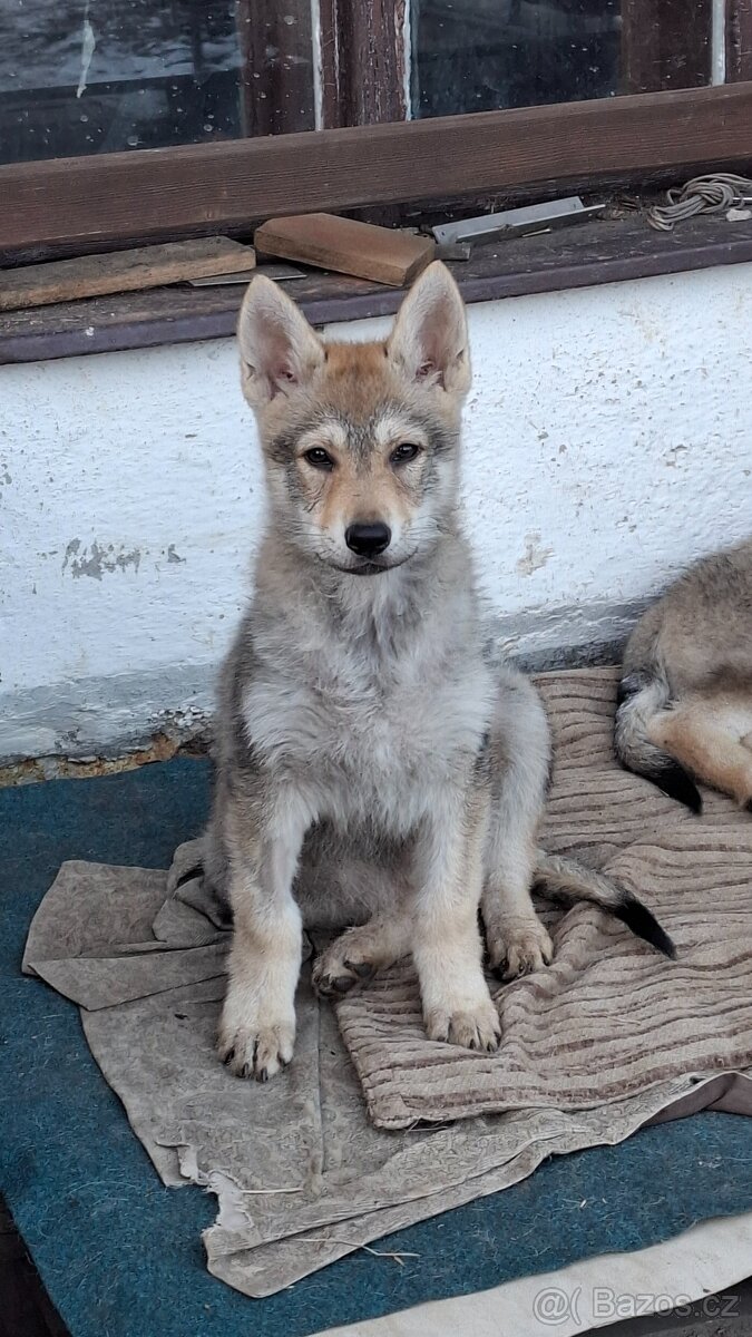 Československý vlčák s PP, fenka - 3