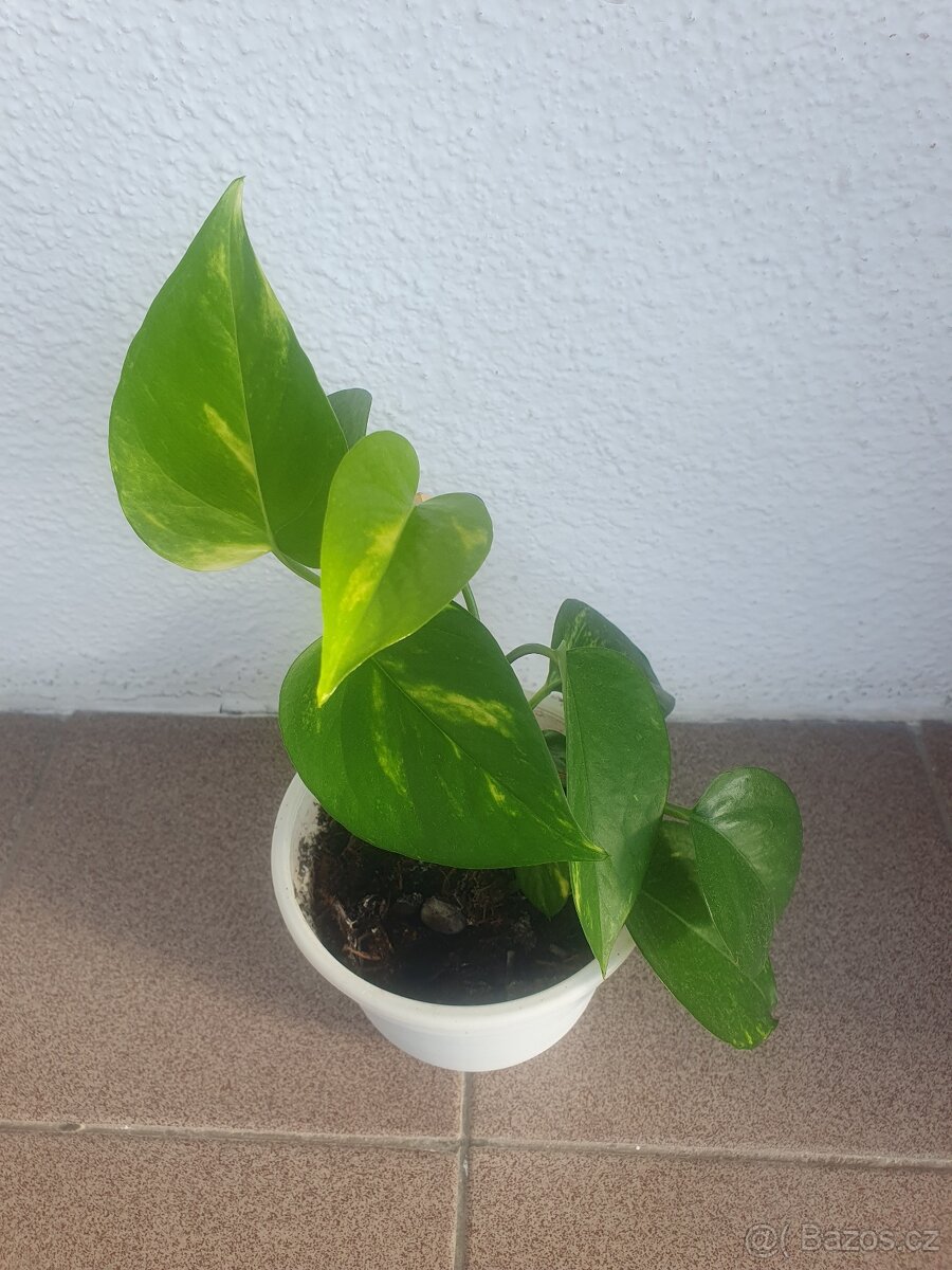 Scindapsus, Potos - 3