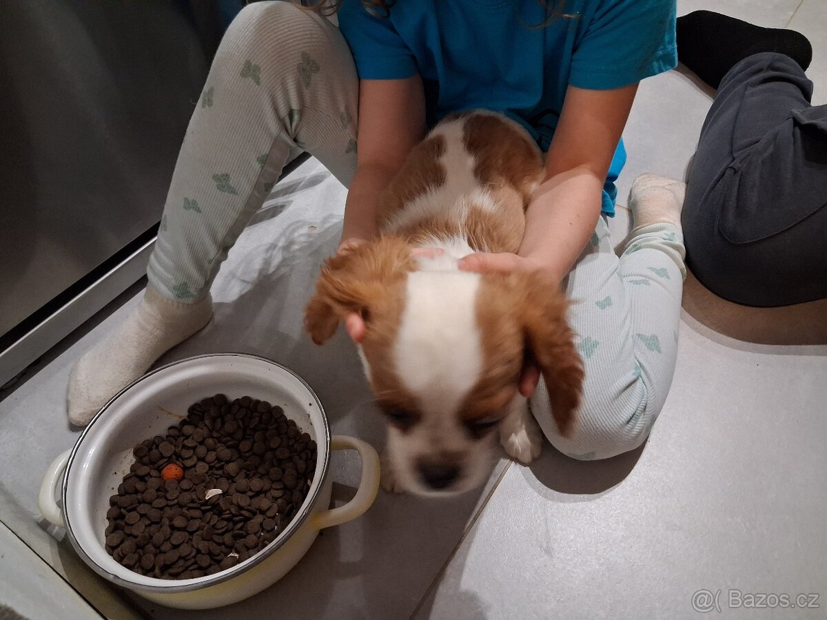 kavalír king charles španěl - 3