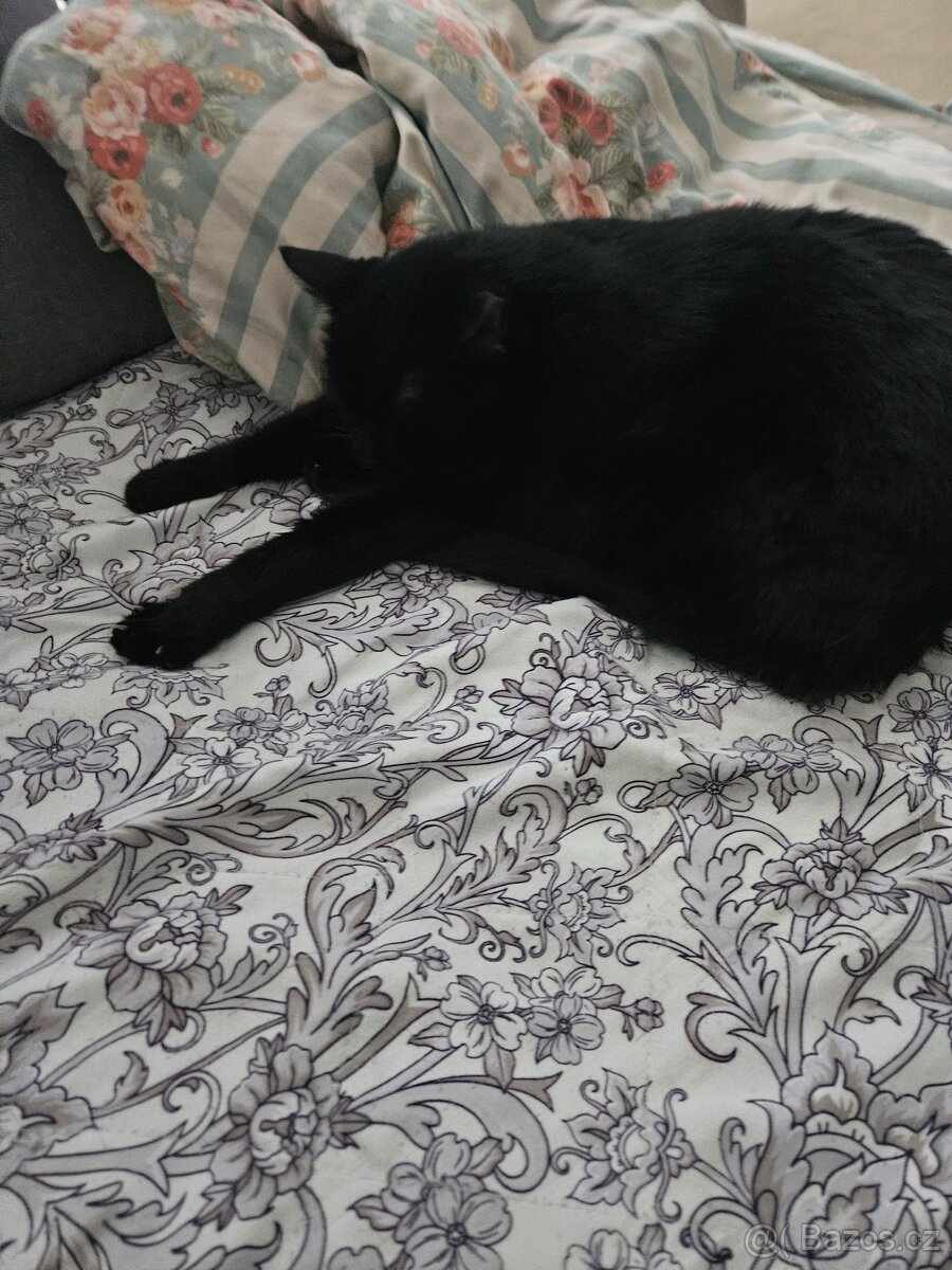 Kocourek Mickey - mazlivý, hodný, upovídaný - 3