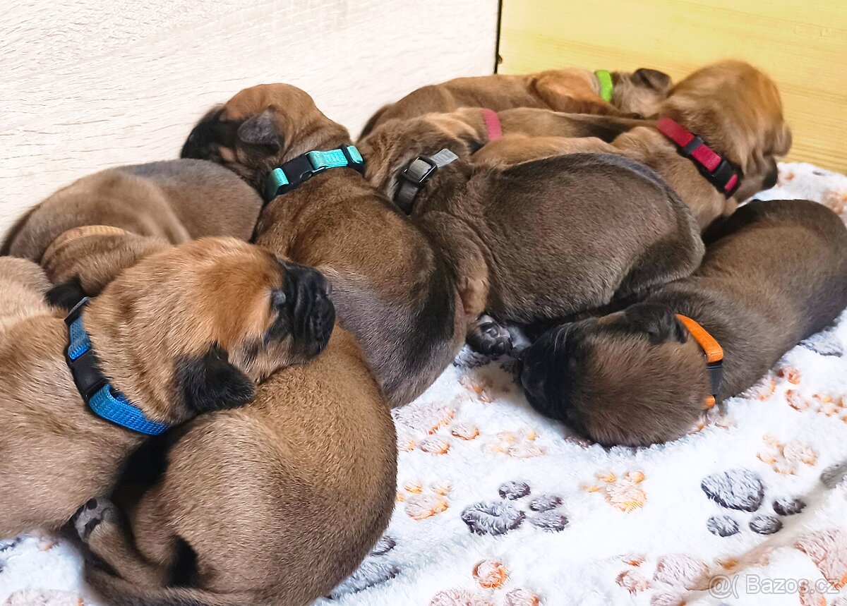 TOSA INU s PP (FCI) - 3