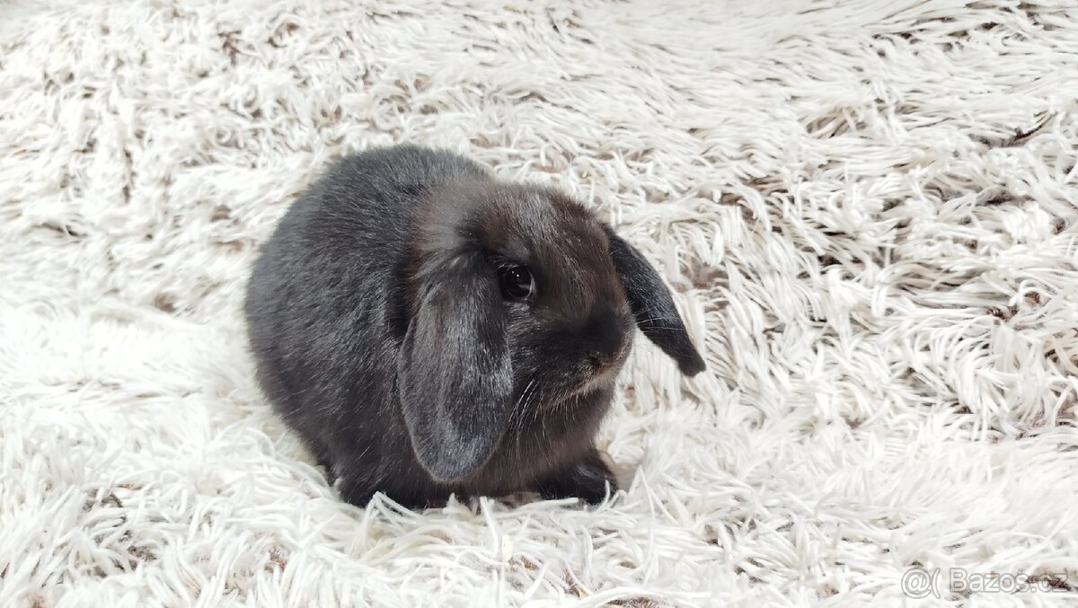 Zakrslý beránek, králíček, králík - BIBI - 3