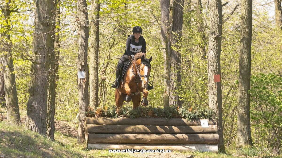 Prodám čtyřletou klisnu A1/1 - 3