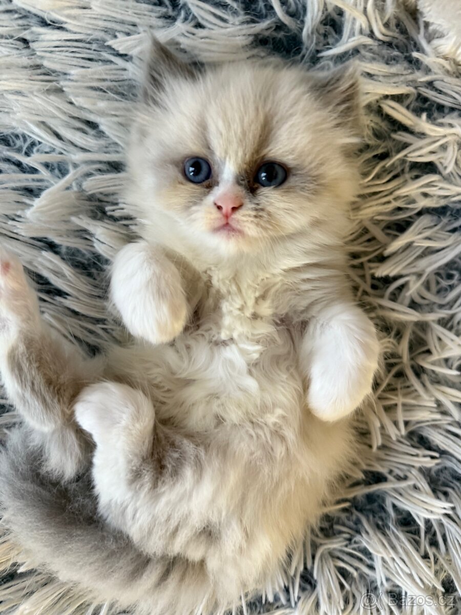 Perská činčila - 3