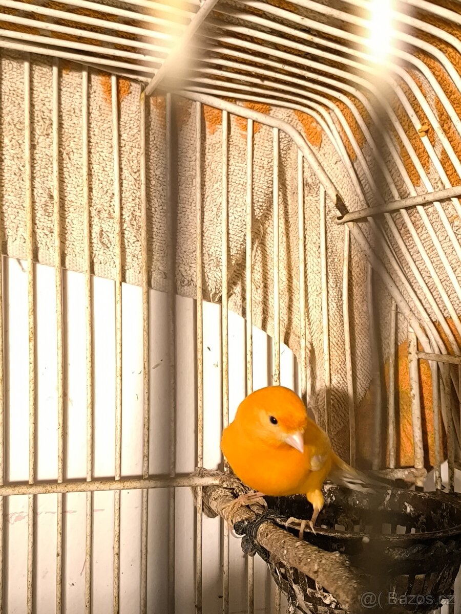 Prodám 2 kanáry samečky - 3