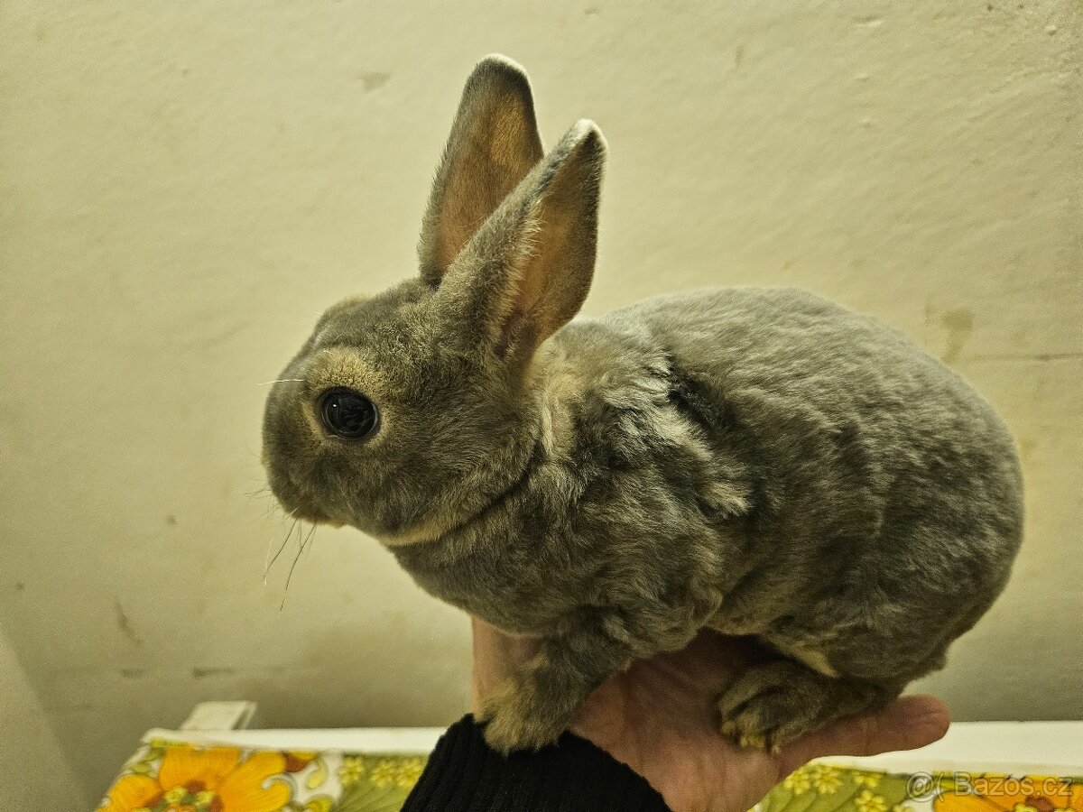 Zakrslý králíček - 3