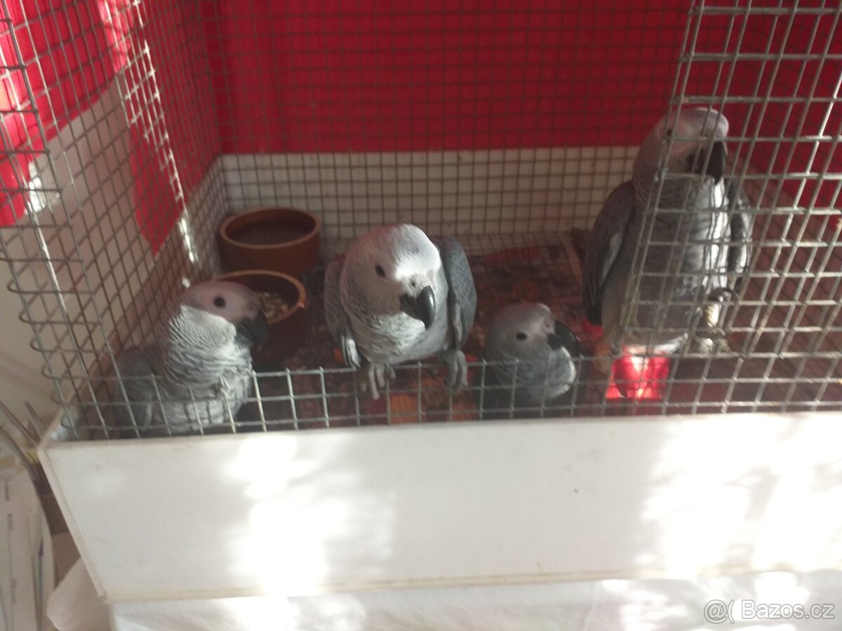 Prodám ručně dokrmena mláďata ZAKO KONGO - 3