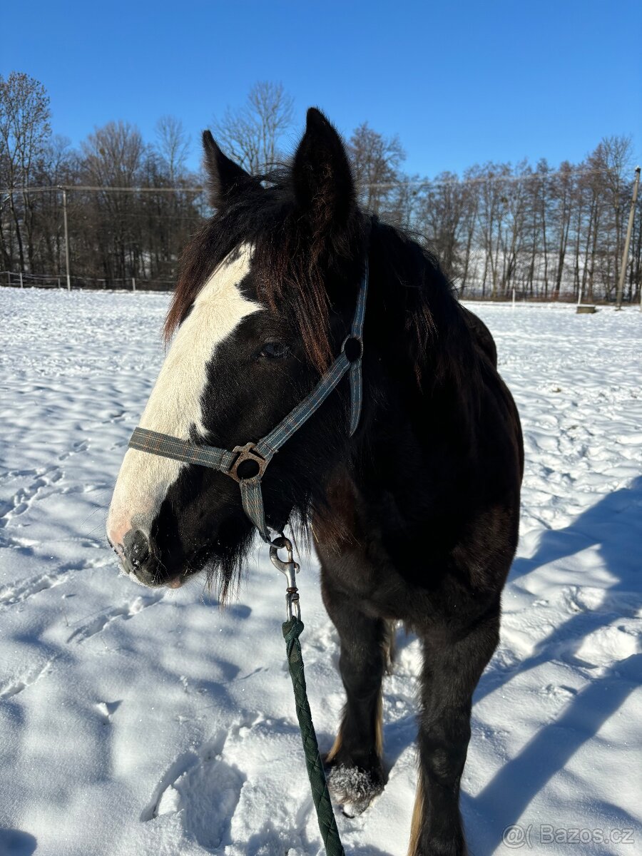 Prodej, výměna IC klisny - 3