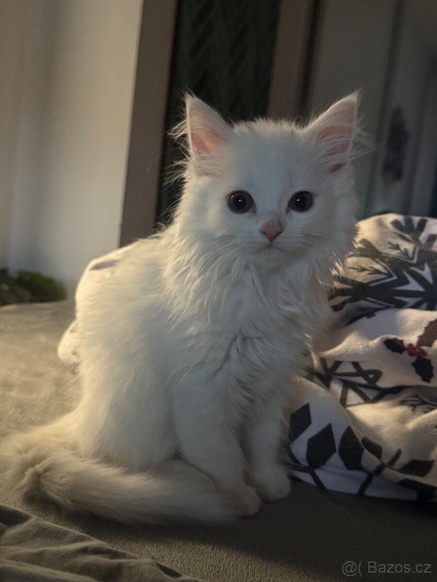 Britská koťata - 3