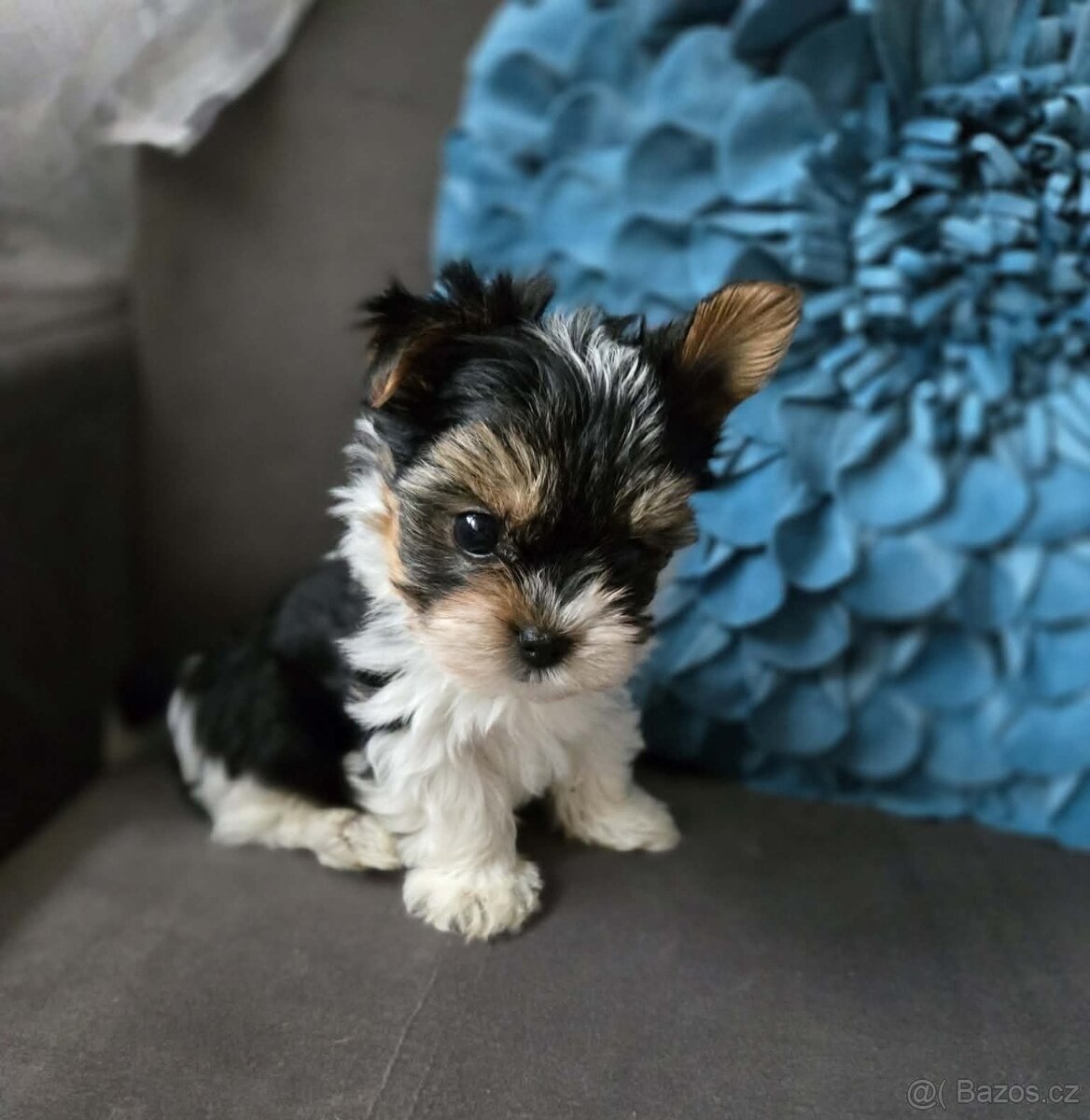 Biewer yorkshire jorkshire terier šteniatka - 3