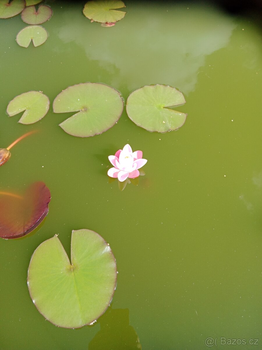 Jezírkové rybičky - 3