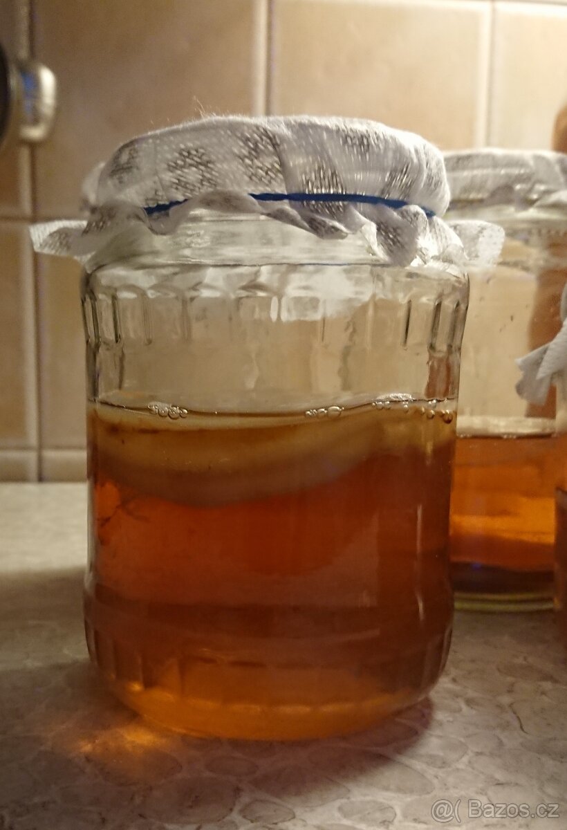 Kombucha - scoby. - 3