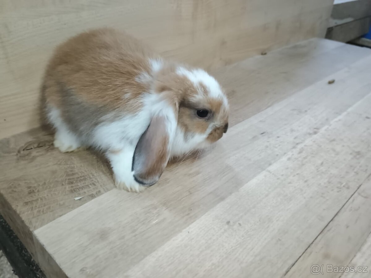 Berani zakrslý kraliček - 3